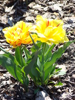 Żółte pełne tulipany