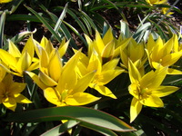 Żółte tulipany turkestanica