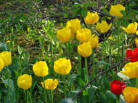 Żółte tulipany w lesie