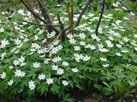 Białe kwiaty w lesie