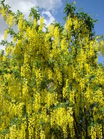 Drzewo z żółtymi kwiatami