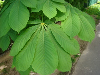 Kasztanowiec liście