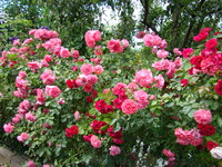 Kolory róż