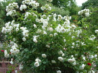 Krzew białej róży
