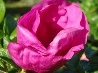 Kwiat dzikiej róży