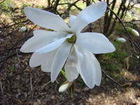 Magnolia biała
