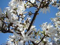 Magnolia gałęzie