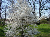 Magnolia krzew ozdobny