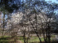 Magnolia krzewy