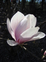 Magnolia lennei