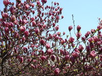 Magnolia nigra