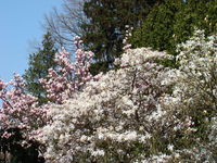 Magnolia odmiany