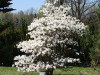 Magnolia ogród botaniczny