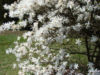 Magnolia okres kwitnienia