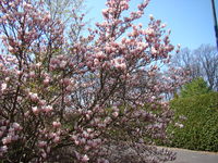 Magnolia park