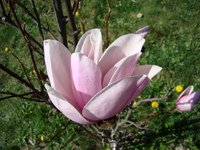 Magnolia płatki