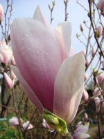 Magnolia podlewanie