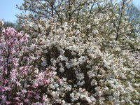 Magnolia rodzaje