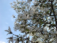 Magnolia roślina