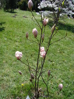 Magnolia sadzenie