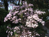 Magnolia w parku