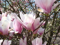 Magnolia w słońcu