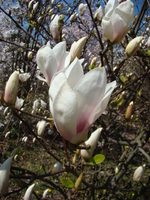 Magnolia wielkolistna