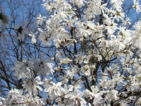 Magnolia wielokwiatowa