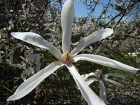 Magnolia zdjęcie