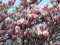 Magnolie krzewy
