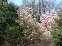 Magnolie ogród botaniczny