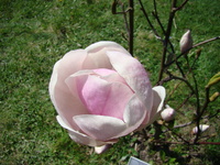 Magnoliowy kwiat
