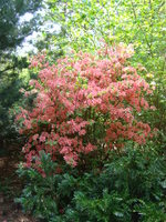 Rododendron krzew