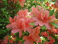 Rododendron łososiowy
