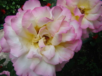 Róża biało-różowa