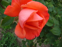 Róża bukietowa