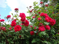 Róża krzew