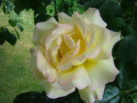 Róża waniliowa