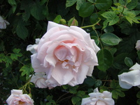 Róża zdjęcie