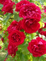 Różany ogród