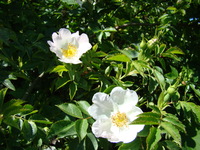 Róże białe