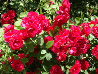 Róże karminowe
