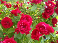 Róże letnie