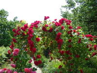 Róże nad alejką