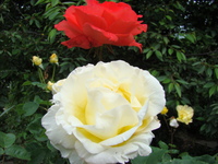 Róże w ogrodzie botanicznym