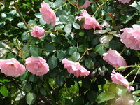 Róże w parku