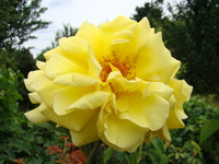 Róże żółte