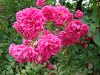 Różowe kwiaty róż