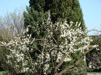 Stara magnolia
