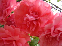 Zdjęcie kwiatów róży